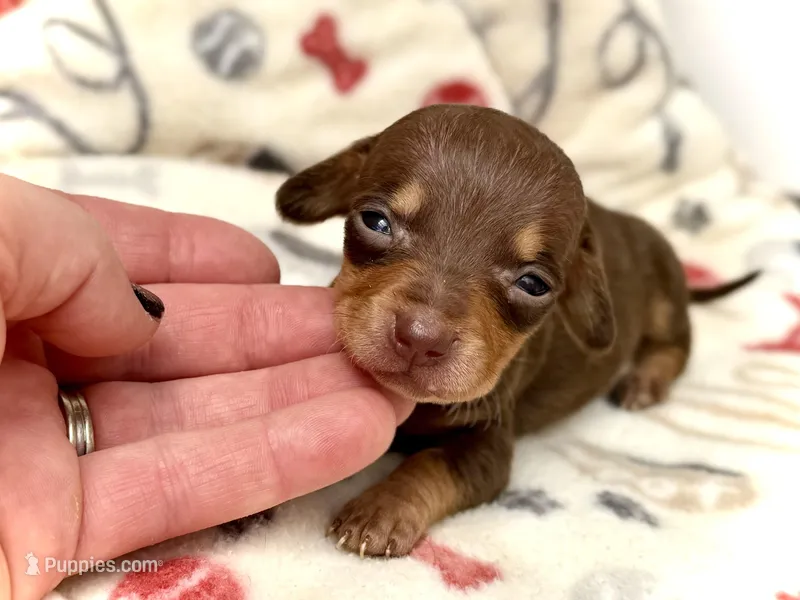 Jenga *Micro Tiny!* – Miniature Dachshund puppy on hold in Visalia, CA