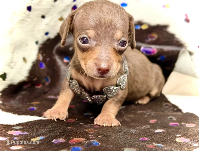 Jenga *Micro Tiny!* – Miniature Dachshund puppy on hold in Visalia, CA