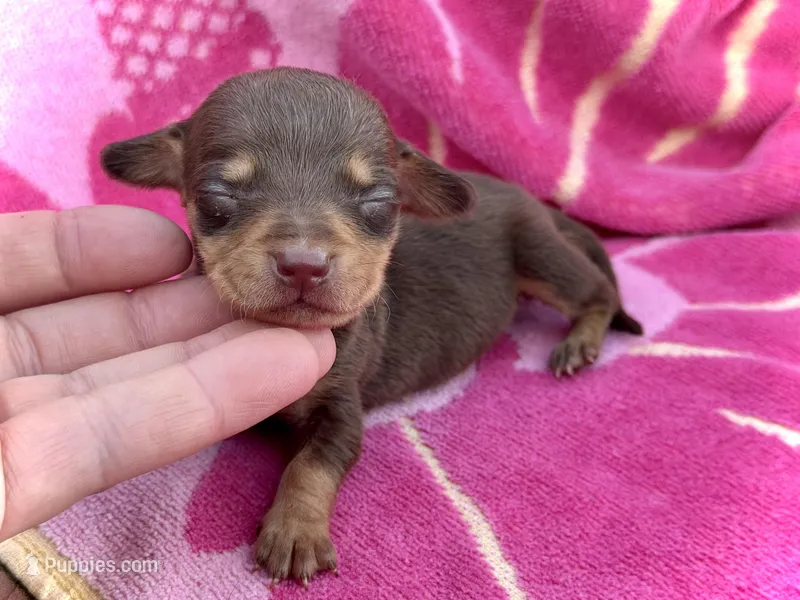 Jenga *Micro Tiny!* – Miniature Dachshund puppy on hold in Visalia, CA