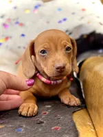 Summer , a female Miniature Dachshund for sale in Visalia, CA – 2 of 10