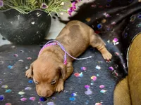 Summer *Tiny*, a female Miniature Dachshund for sale in Visalia, CA – 5 of 8