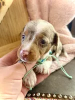Snoodles *Blue eyes!*, a male Miniature Dachshund for sale in Visalia, CA – 7 of 9