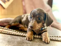 Morgan , a female Miniature Dachshund for sale in Visalia, CA – 2 of 4
