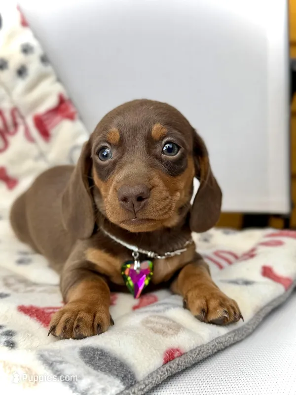 Daisy – Miniature Dachshund puppy on hold in Visalia, CA