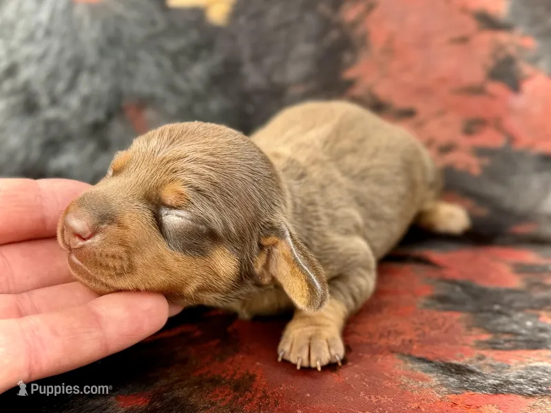 Daisy – Miniature Dachshund puppy for sale in Visalia, CA