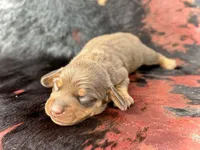 Daisy, a female Miniature Dachshund for sale in Visalia, CA – Photo 3 of 3