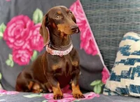 Douglas , a male Miniature Dachshund for sale in Visalia, CA – 5 of 5