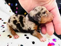 Ducky, a female Miniature Dachshund for sale in Visalia, CA – Photo 1 of 3