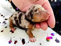 Ducky, a female Miniature Dachshund for sale in Visalia, CA – Photo 3 of 3