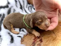 Danny, a male Miniature Dachshund for sale in Visalia, CA – 2 of 3