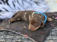 Douglas , a male Miniature Dachshund for sale in Visalia, CA – 4 of 4