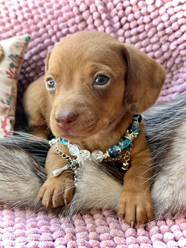 Summer  – Miniature Dachshund puppy for sale in Visalia, CA