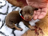 Stewy, a male Miniature Dachshund for sale in Visalia, CA – 3 of 4