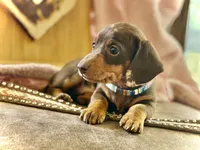 Morgan , a female Miniature Dachshund for sale in Visalia, CA – 4 of 4