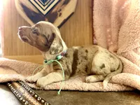 Snoodles *Blue eyes!*, a male Miniature Dachshund for sale in Visalia, CA – 4 of 9