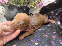 Summer *Tiny*, a female Miniature Dachshund for sale in Visalia, CA – 3 of 8