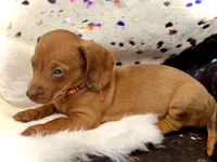 Summer , a female Miniature Dachshund for sale in Visalia, CA – 5 of 10