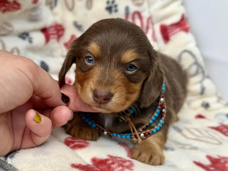 Brick -Long Haired- – Miniature Dachshund puppy on hold in Visalia, CA