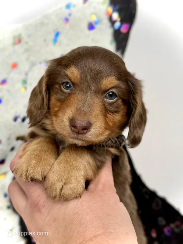 Brick -Long Haired- – Miniature Dachshund puppy on hold in Visalia, CA