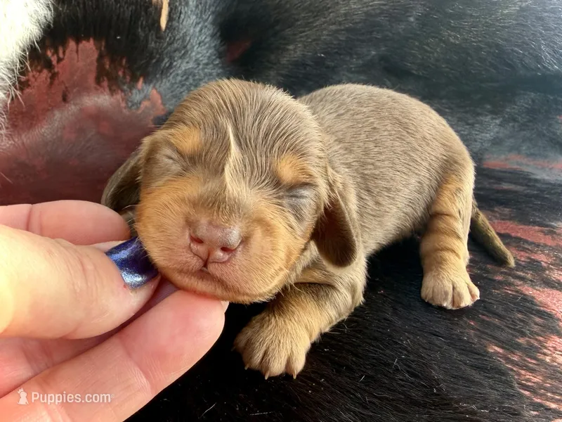 Brick -Long Haired- – Miniature Dachshund puppy on hold in Visalia, CA
