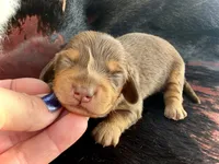 Brick -Long Haired-, a male Miniature Dachshund for sale in Visalia, CA – Photo 1 of 4