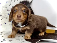 Brick -Long Haired-, a male Miniature Dachshund for sale in Visalia, CA – 2 of 4