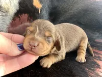 Brick -Long Haired-, a male Miniature Dachshund for sale in Visalia, CA – Photo 2 of 4