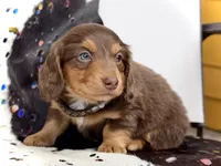 Brick -Long Haired-, a male Miniature Dachshund for sale in Visalia, CA – 3 of 4