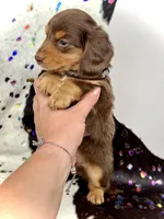 Brick -Long Haired-, a male Miniature Dachshund for sale in Visalia, CA – 4 of 4