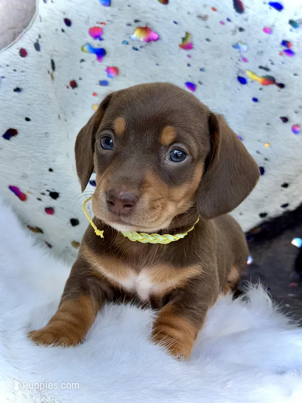 Ruby – Miniature Dachshund puppy on hold in Visalia, CA