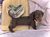 Raya , a female Miniature Dachshund for sale in Visalia, CA – 3 of 3