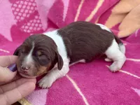 Reggie, a male Miniature Dachshund for sale in Visalia, CA – Photo 1 of 3