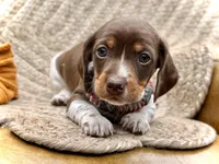 Reggie, a male Miniature Dachshund for sale in Visalia, CA – 4 of 5