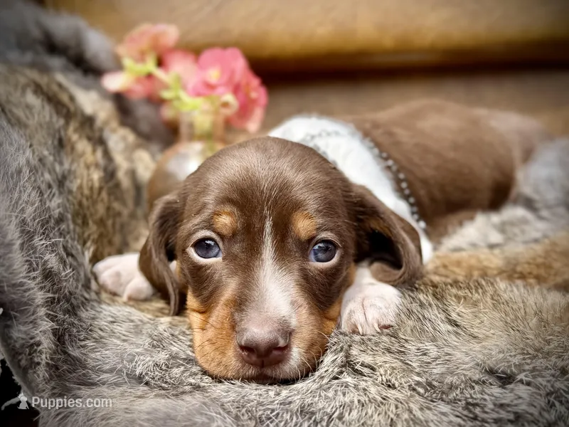Reggie – Miniature Dachshund puppy for sale in Visalia, CA