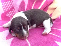 Reggie, a male Miniature Dachshund for sale in Visalia, CA – Photo 3 of 3