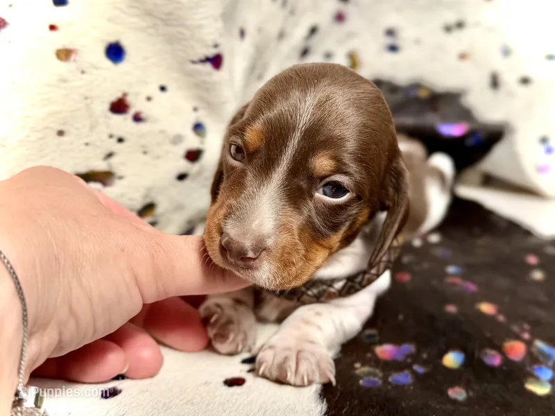Reggie – Miniature Dachshund puppy for sale in Visalia, CA