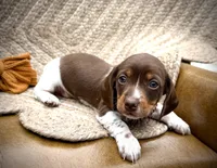 Reggie, a male Miniature Dachshund for sale in Visalia, CA – 5 of 5