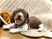 Reggie, a male Miniature Dachshund for sale in Visalia, CA – 3 of 5