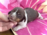 Reggie, a male Miniature Dachshund for sale in Visalia, CA – Photo 2 of 3