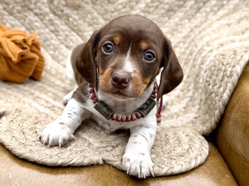 Reggie – Miniature Dachshund puppy on hold in Visalia, CA