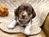 Reggie, a male Miniature Dachshund for sale in Visalia, CA – 1 of 5