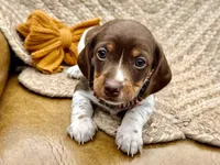 Reggie, a male Miniature Dachshund for sale in Visalia, CA – 2 of 5