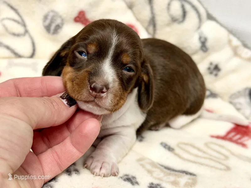 Reggie – Miniature Dachshund puppy for sale in Visalia, CA