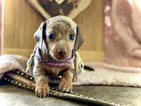 Tilly *TINY*, a female Miniature Dachshund for sale in Visalia, CA – 2 of 3