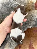 Scooby , a male Miniature Dachshund for sale in Visalia, CA – Photo 5 of 6