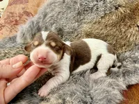 Scooby , a male Miniature Dachshund for sale in Visalia, CA – Photo 4 of 6