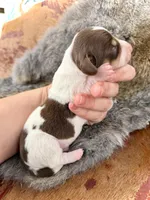 Scooby , a male Miniature Dachshund for sale in Visalia, CA – Photo 6 of 6