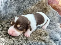 Scooby , a male Miniature Dachshund for sale in Visalia, CA – Photo 1 of 6