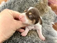 Scooby , a male Miniature Dachshund for sale in Visalia, CA – Photo 3 of 6