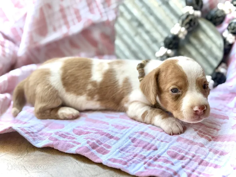 Wyatt  – Miniature Dachshund puppy on hold in Visalia, CA